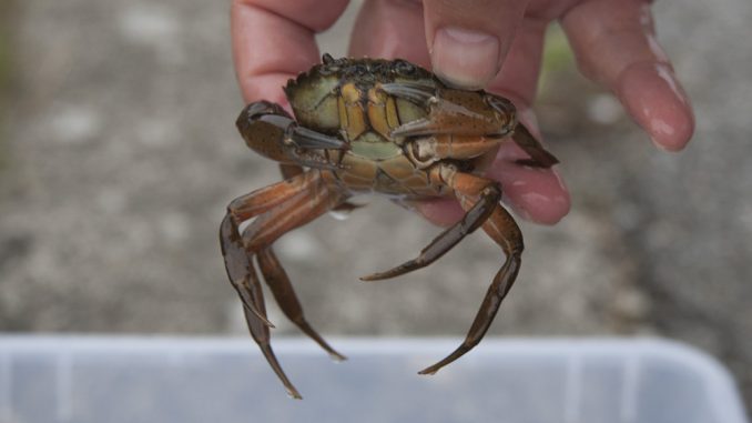 crabbing2