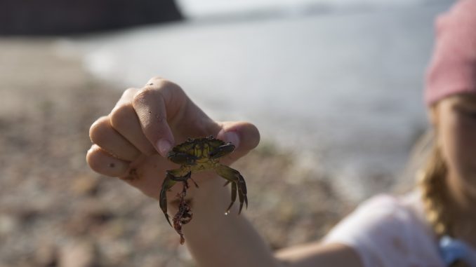 Strandkrabbe