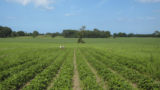 Erdbeerfeld bei Wisch
