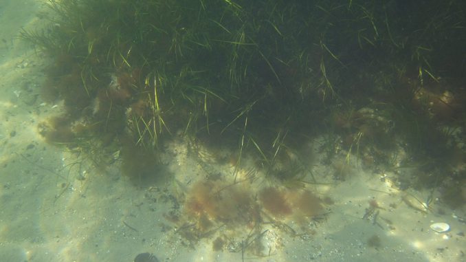 Seegraswiese mit Krabbe auf der Flucht