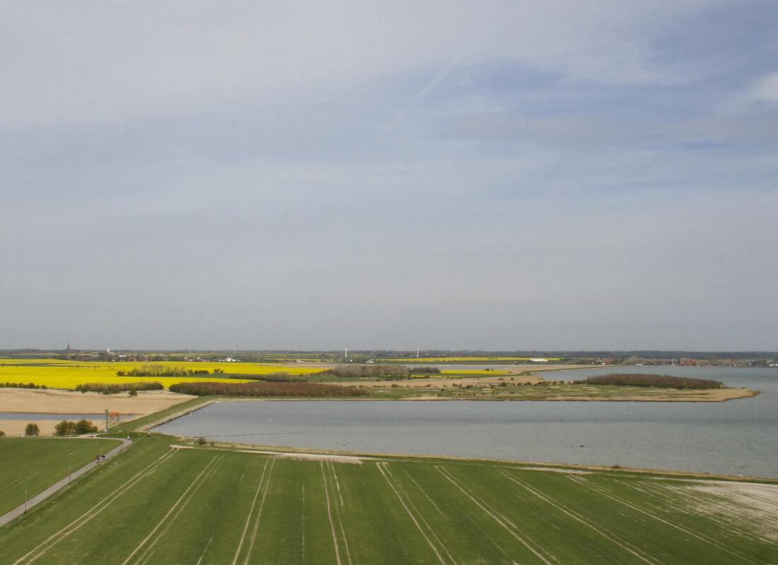 Rapsfelder Insel Fehmarn 