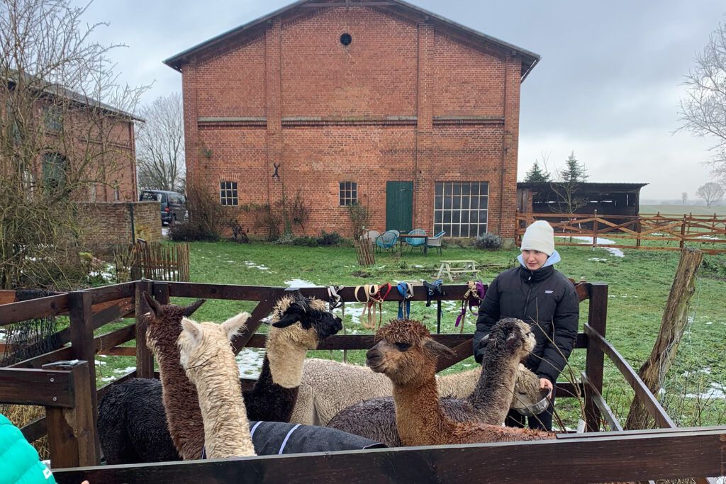 ein Mädchen füttert eine Alpaka Herde