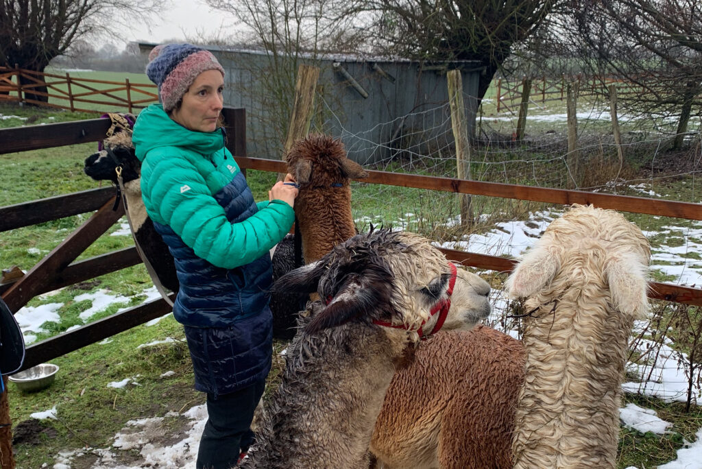 eine Frau legt Alpakas Zaumzeug an