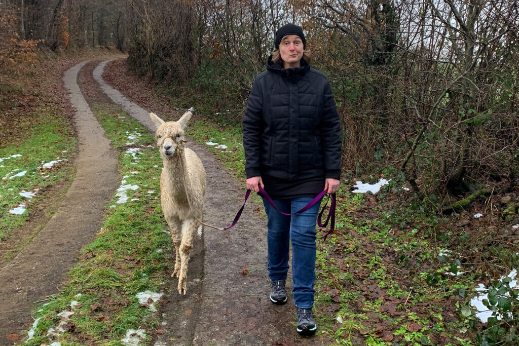 eine Frau wandert mit einem Alpaka